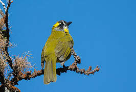 Yellow-eared Bulbul