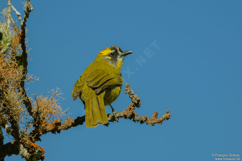 Yellow-eared Bulbul