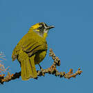 Bulbul oreillard