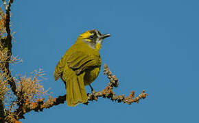 Yellow-eared Bulbul