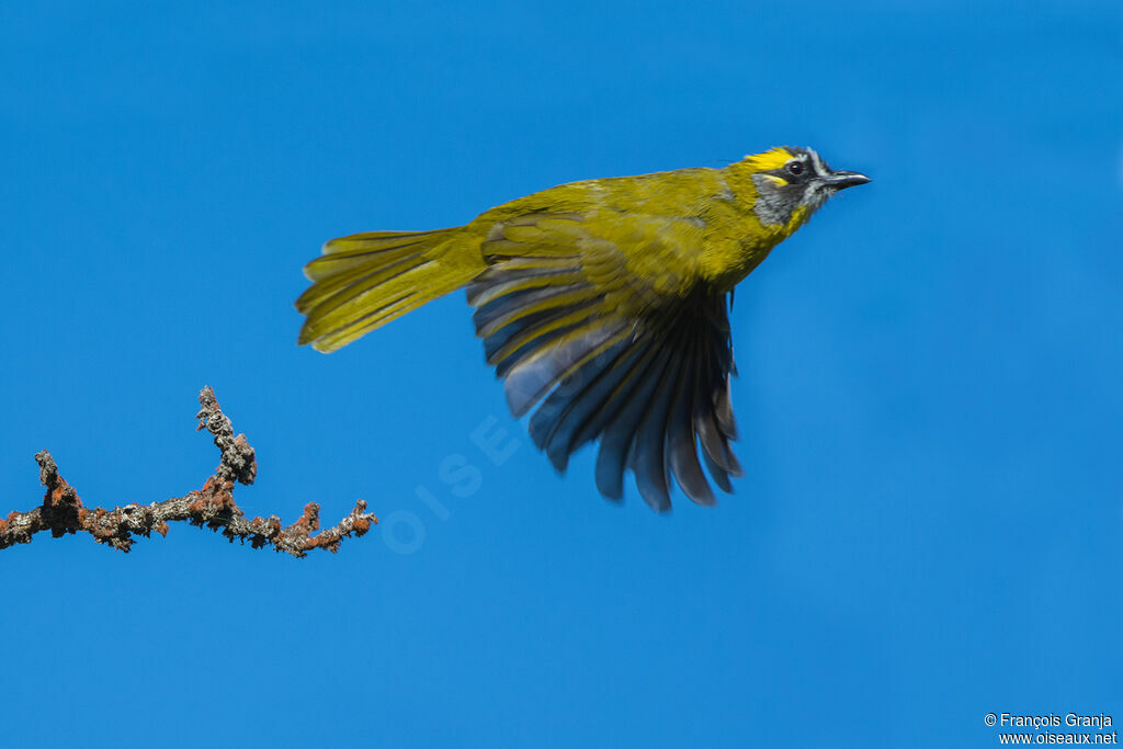 Yellow-eared Bulbul