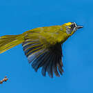 Bulbul oreillard