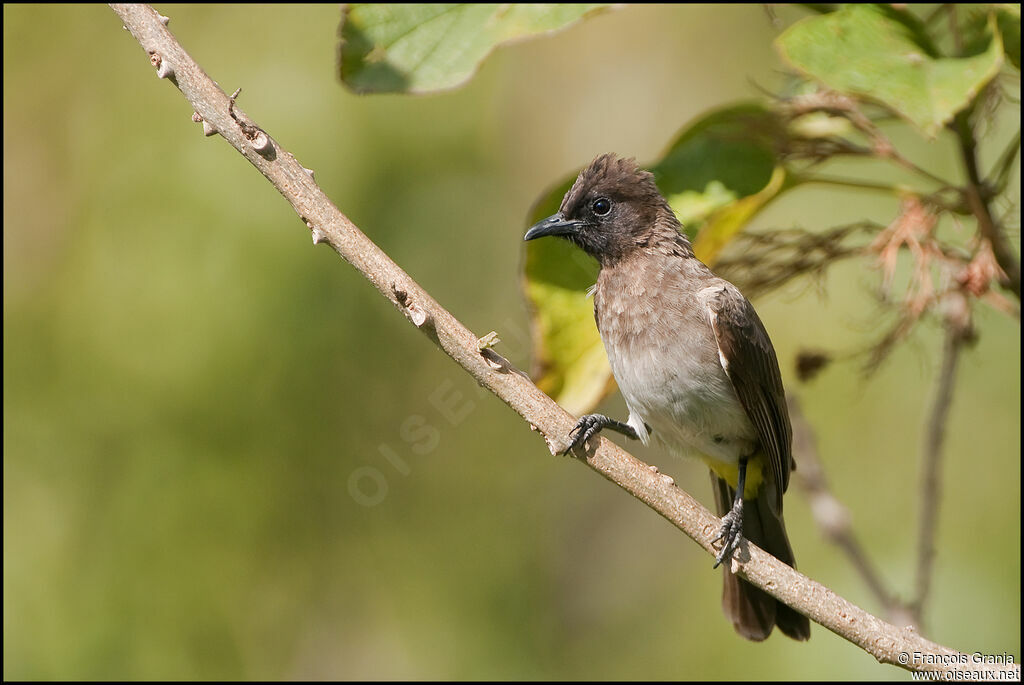 Dark-capped Bulbul