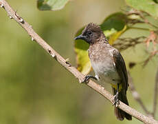 Dark-capped Bulbul