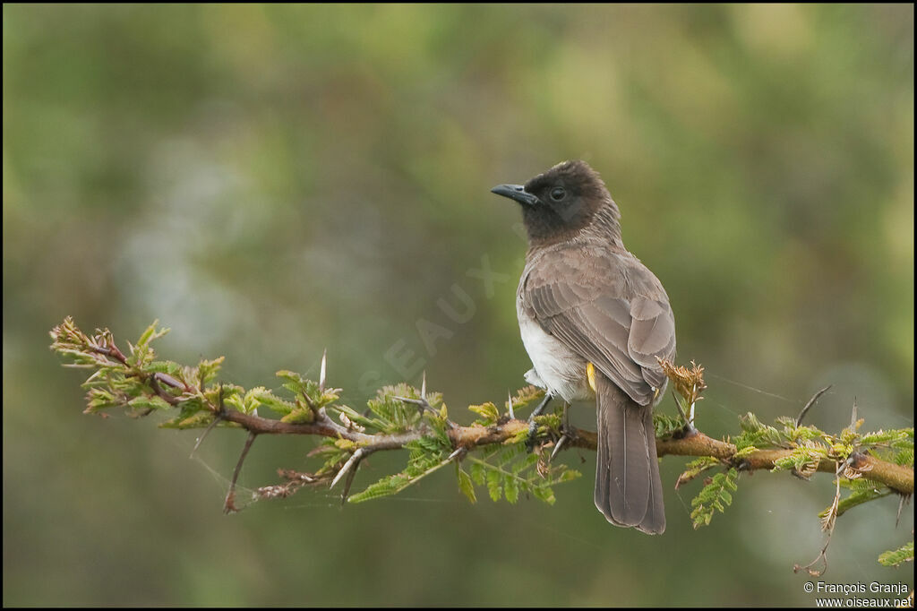 Dark-capped Bulbul