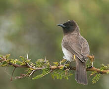 Bulbul tricolore