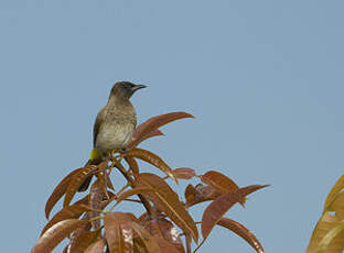 Bulbul tricolore