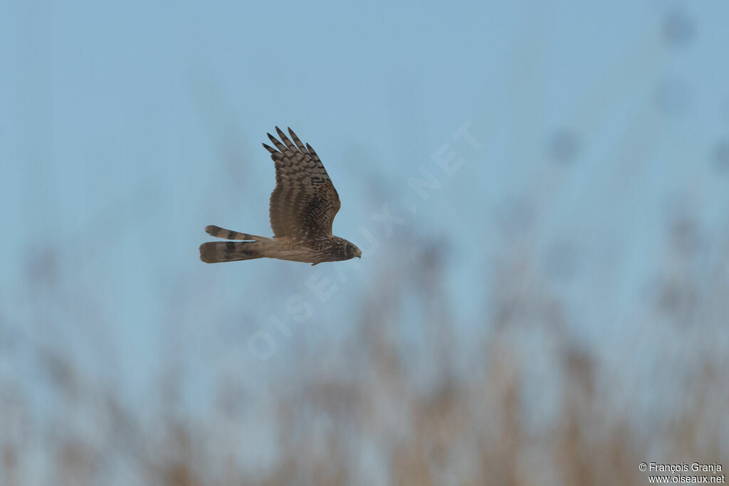 Cinereous Harrier