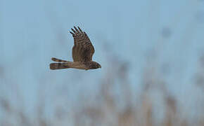 Cinereous Harrier