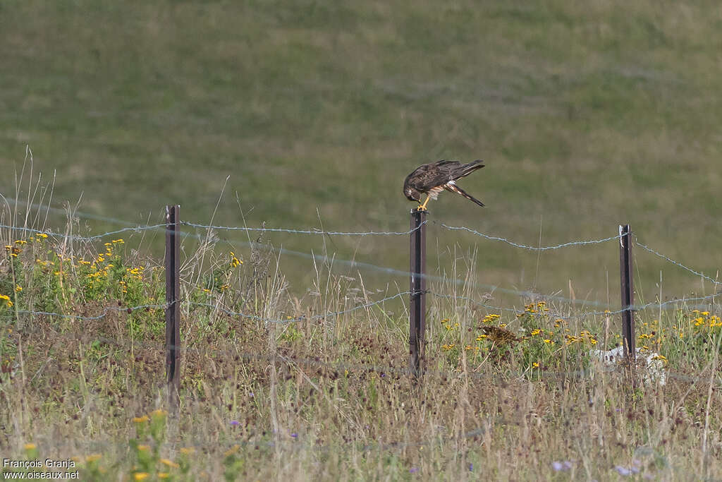 Montagu's Harrier female adult, habitat, Behaviour