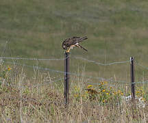 Montagu's Harrier