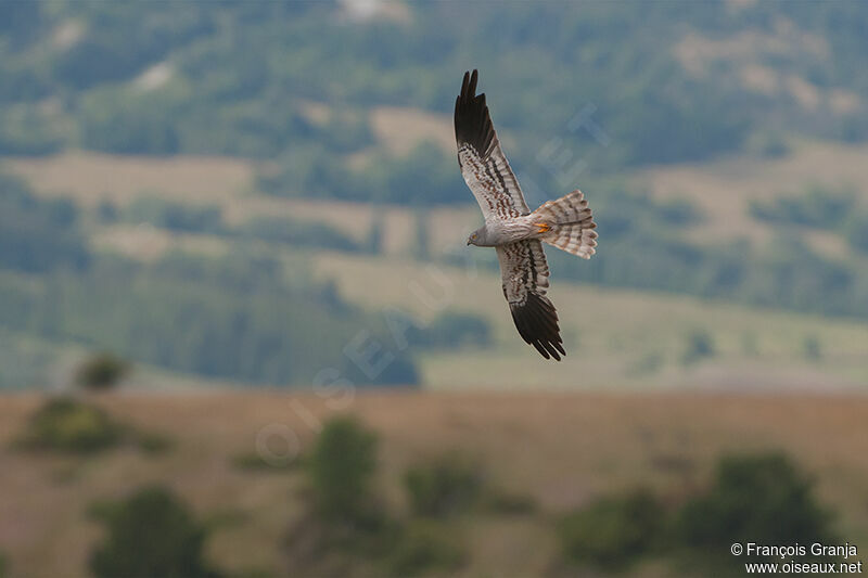 Montagu's Harrier male adult, Flight