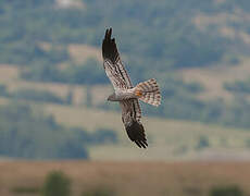 Montagu's Harrier