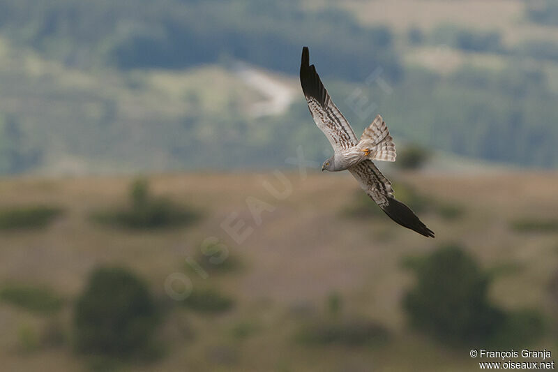 Montagu's Harrier male adult, Flight