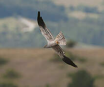 Montagu's Harrier