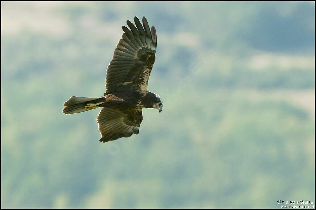 Western Marsh Harrieradult