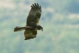 Western Marsh Harrier