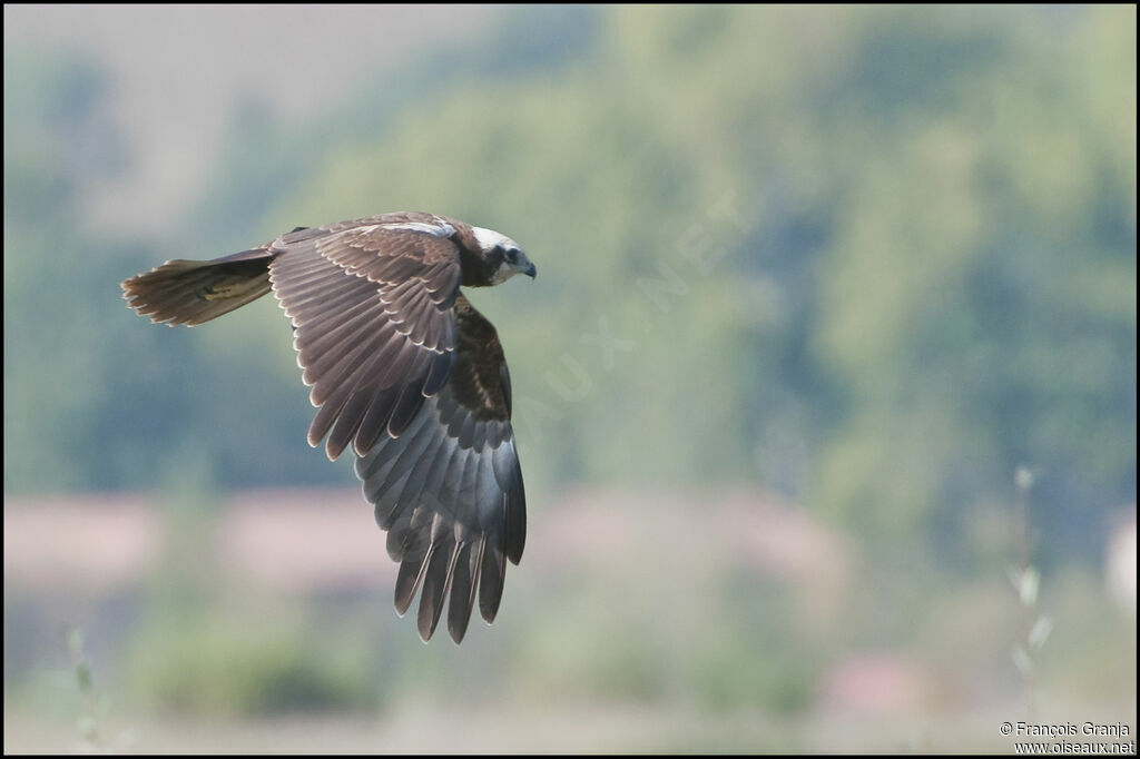 Western Marsh Harrieradult