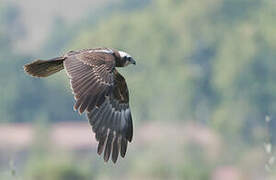 Western Marsh Harrier