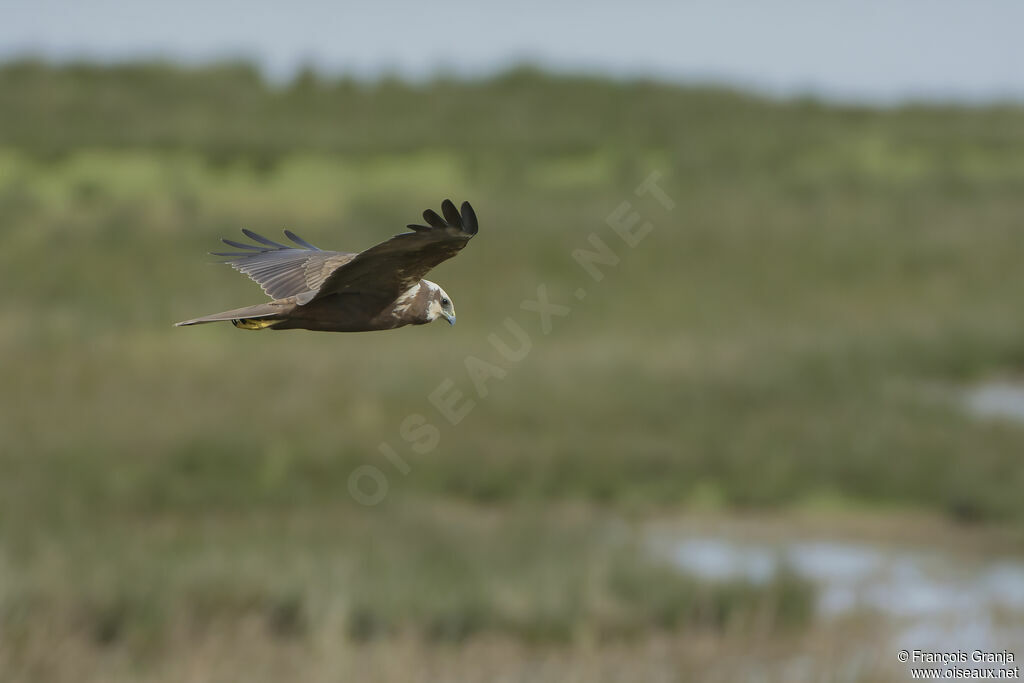 Western Marsh Harrieradult