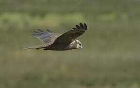 Western Marsh Harrier