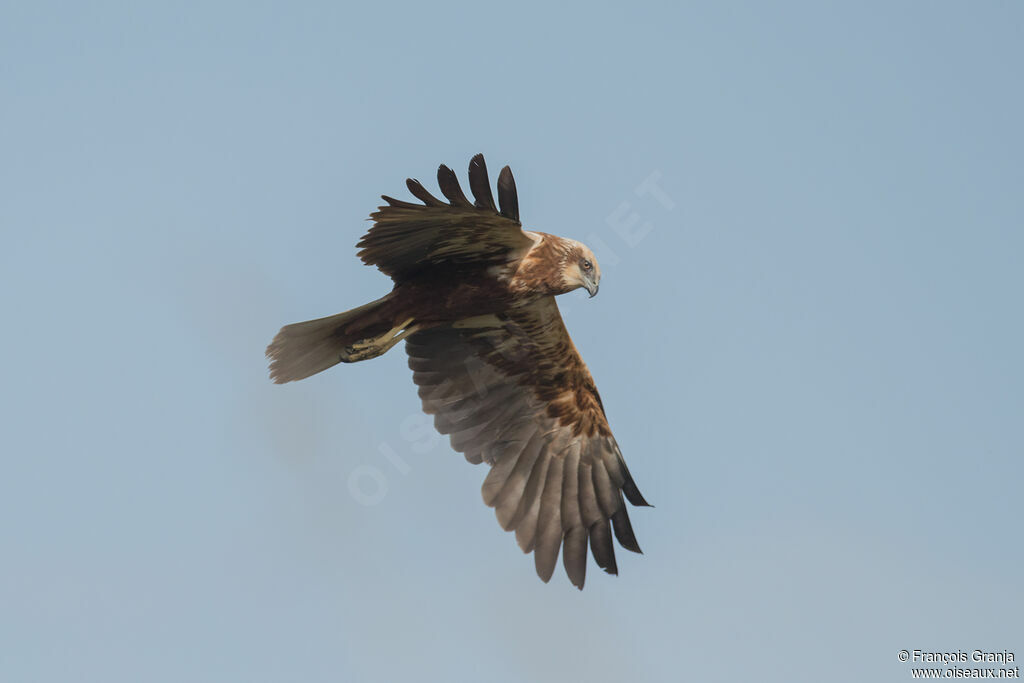 Western Marsh Harrier