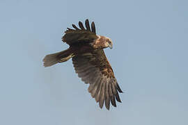 Western Marsh Harrier