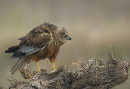 Western Marsh Harrier