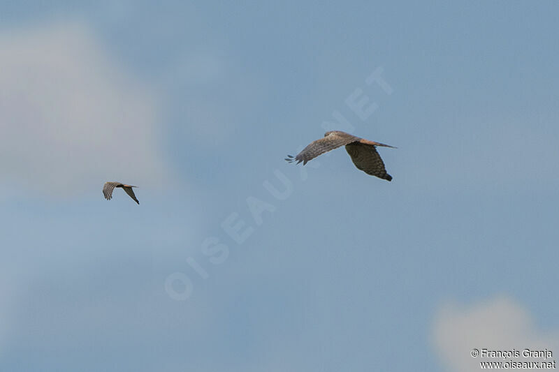 African Marsh Harrieradult