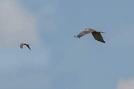 African Marsh Harrier