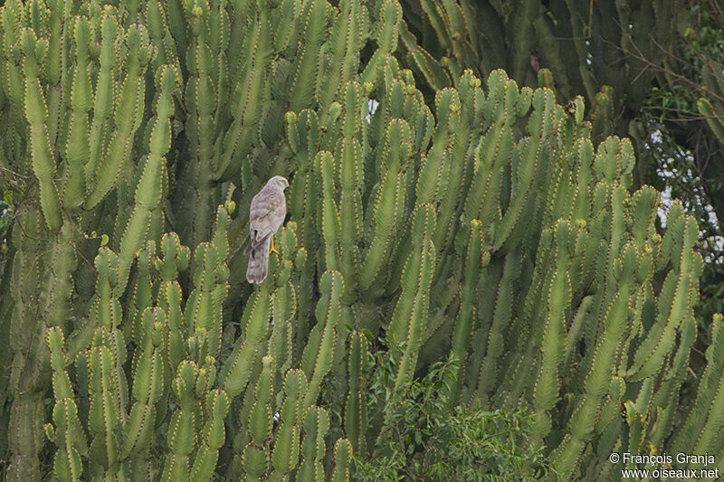 Pallid Harrieradult