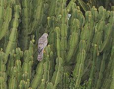 Pallid Harrier