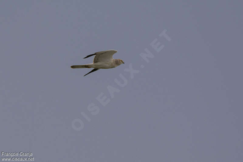 Pallid Harrier male Third  year, Flight