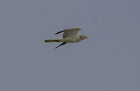 Pallid Harrier