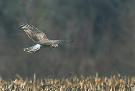 Hen Harrier