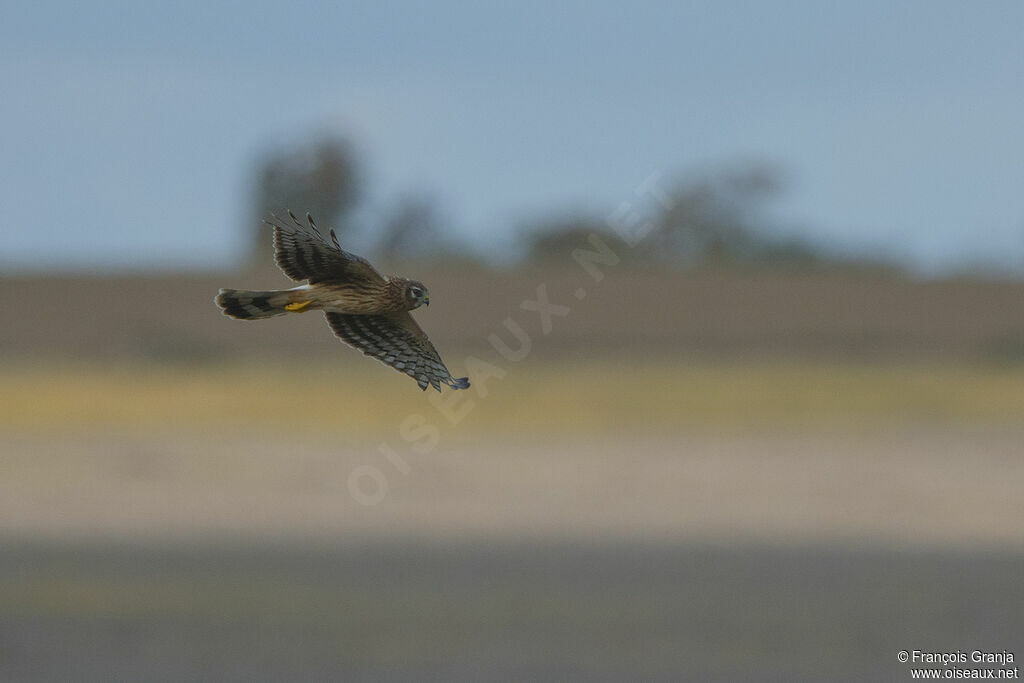 Hen Harrier female