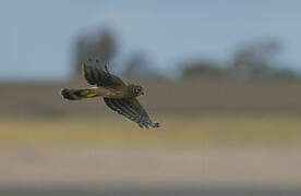 Hen Harrier