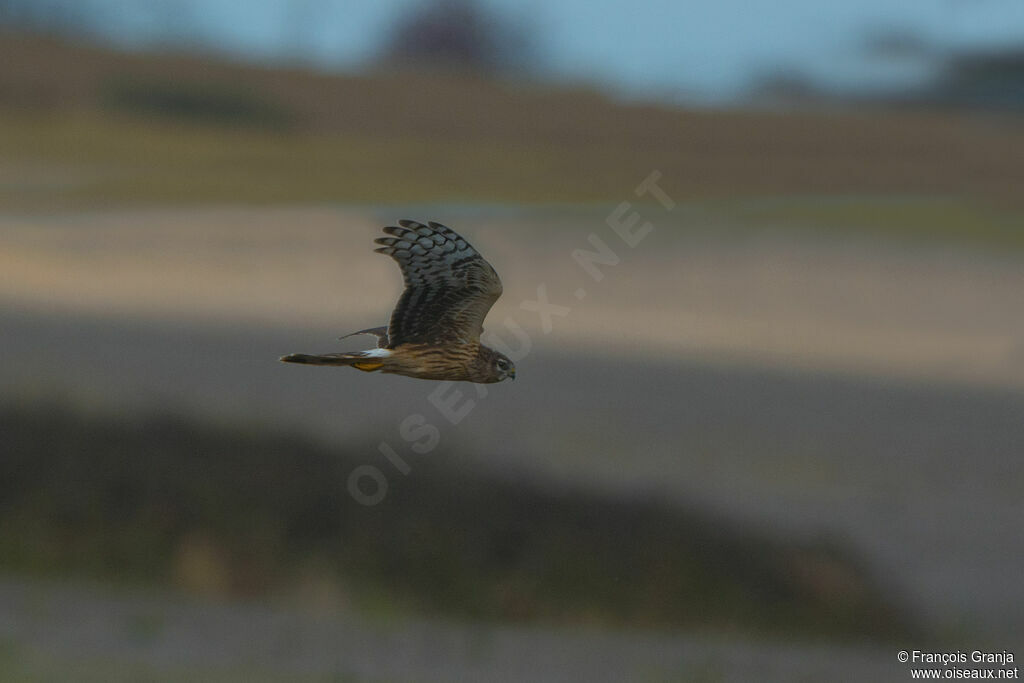 Hen Harrier