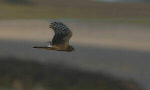 Hen Harrier