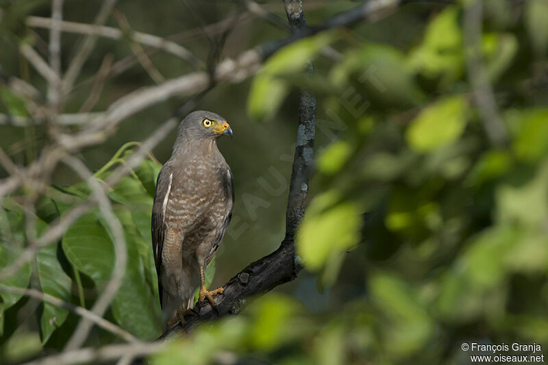 Roadside Hawkadult