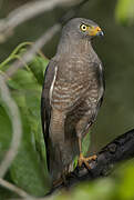 Roadside Hawk