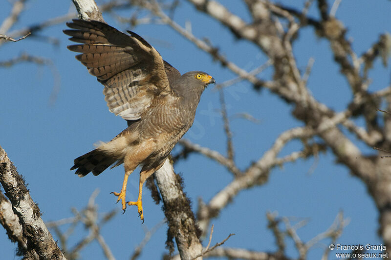 Roadside Hawk