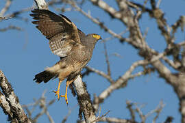 Roadside Hawk