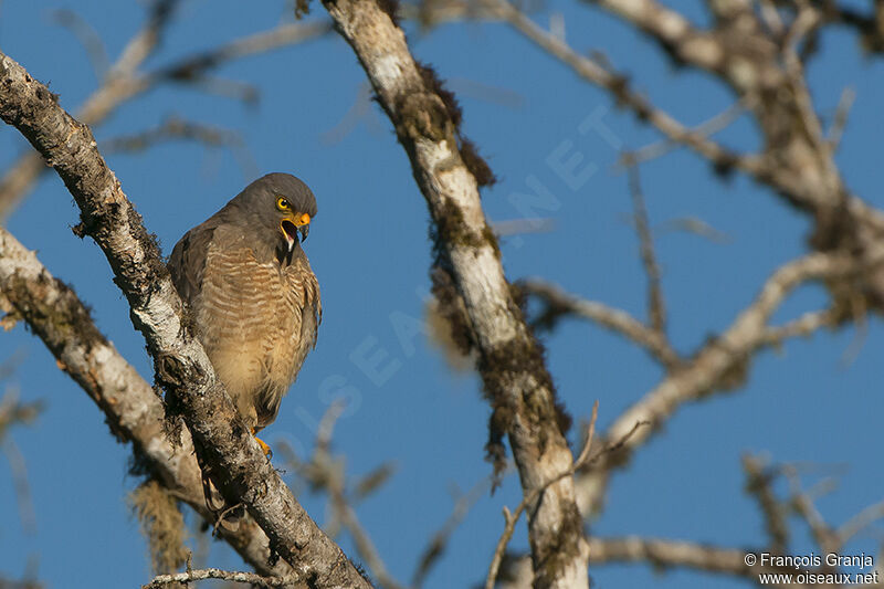 Roadside Hawkadult, song