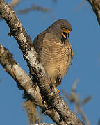 Roadside Hawk