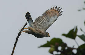 Roadside Hawk