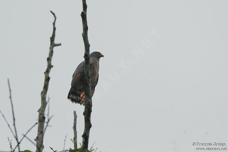 Roadside Hawk