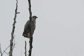 Roadside Hawk