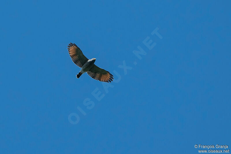 Roadside Hawk