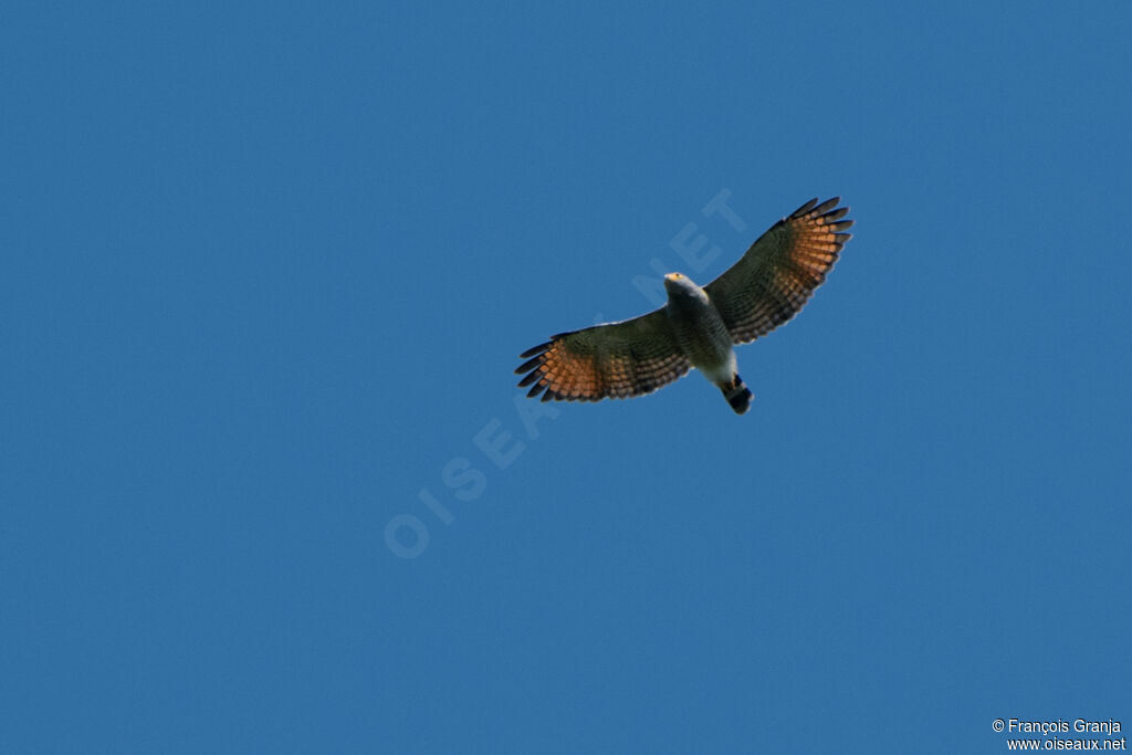 Roadside Hawk